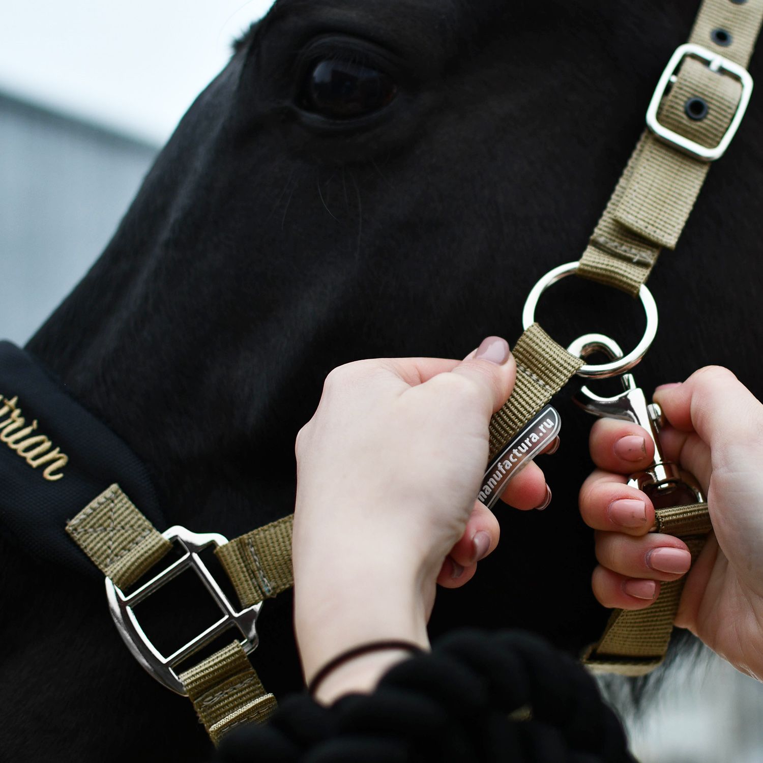 Недоуздок CARE чёрный/золото