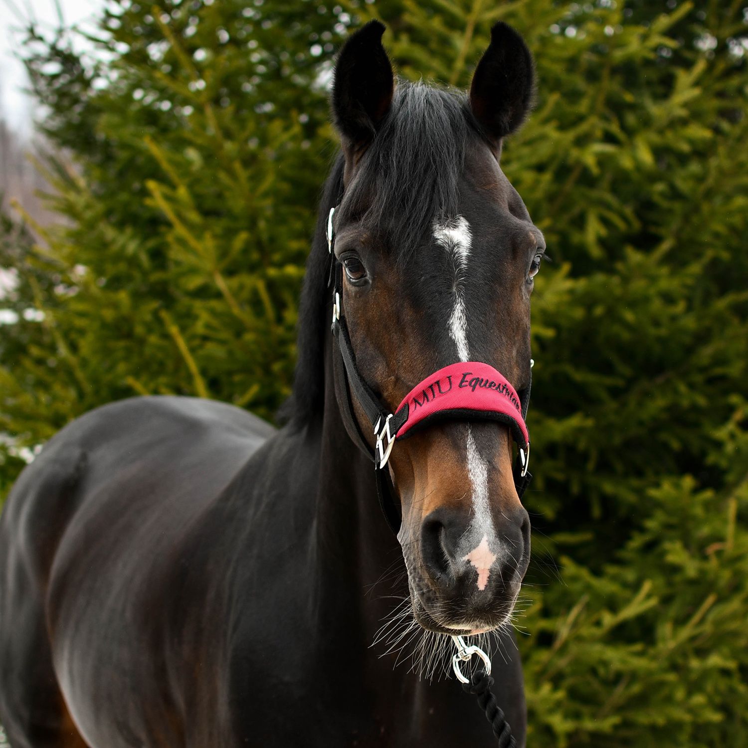 Недоуздок CARE бордо/чёрный