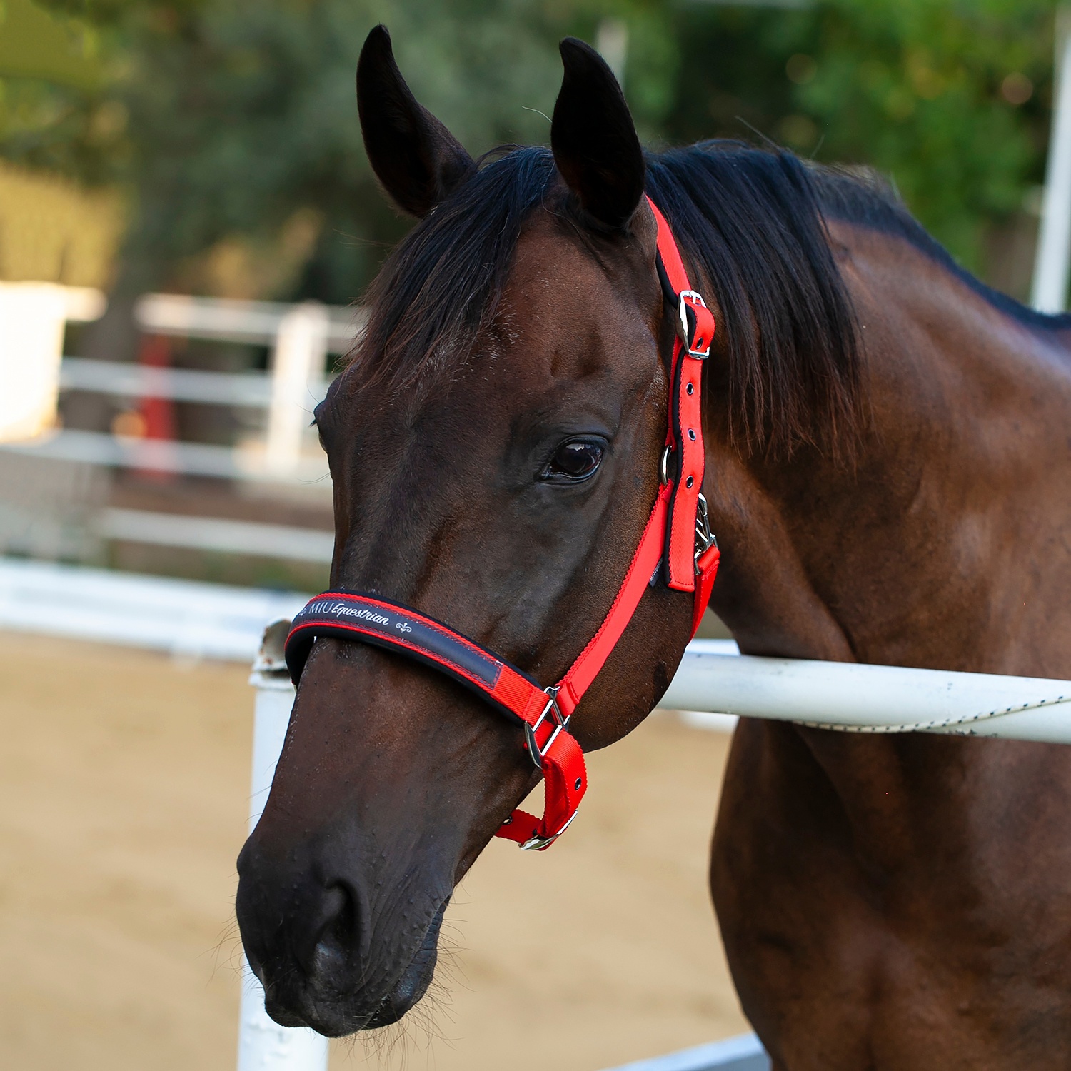 Недоуздок на неопреновых подложках MIU Equestrian Neo красный Первая Конная Мануфактура