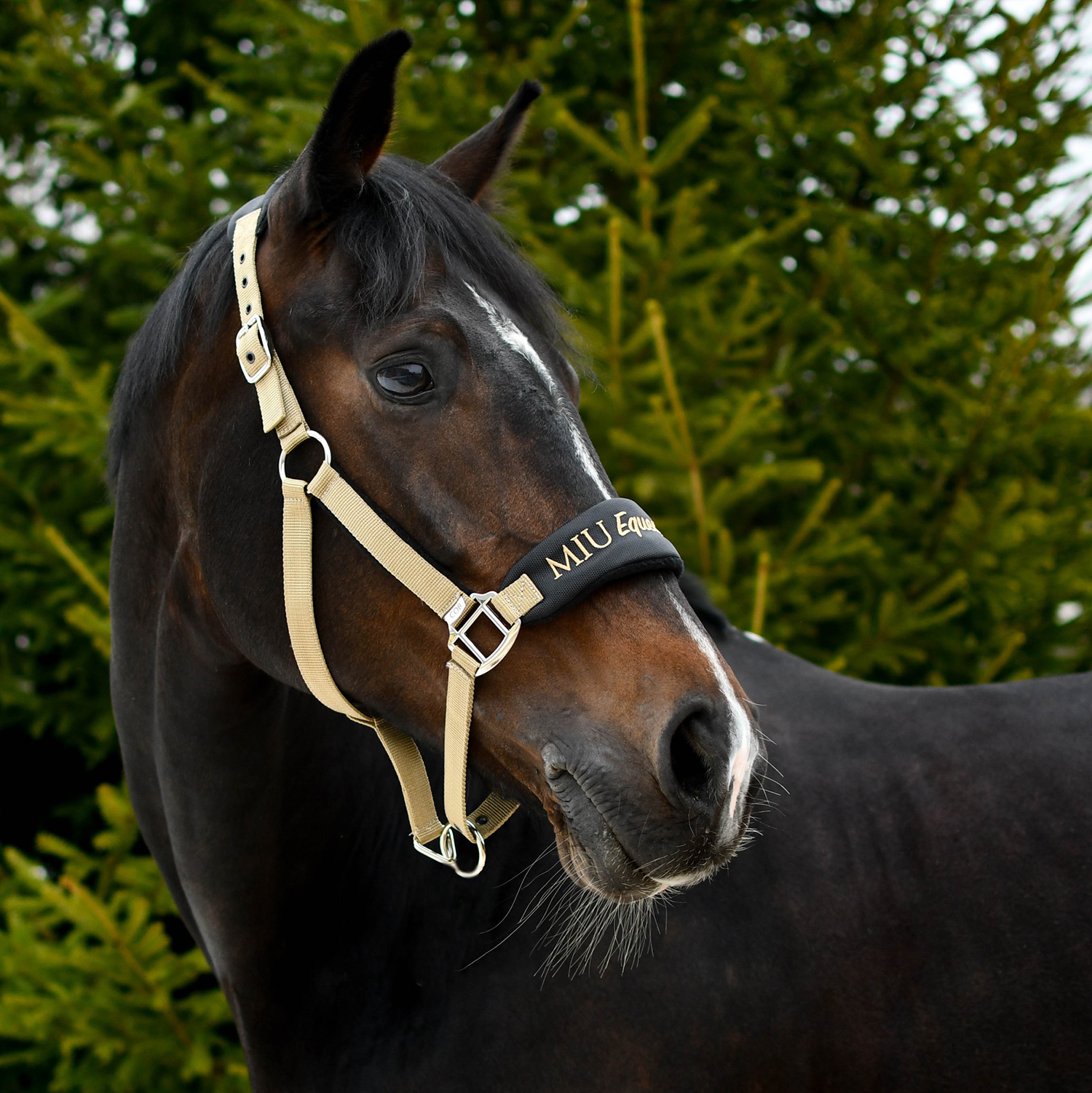 Недоуздок CARE чёрный/золото